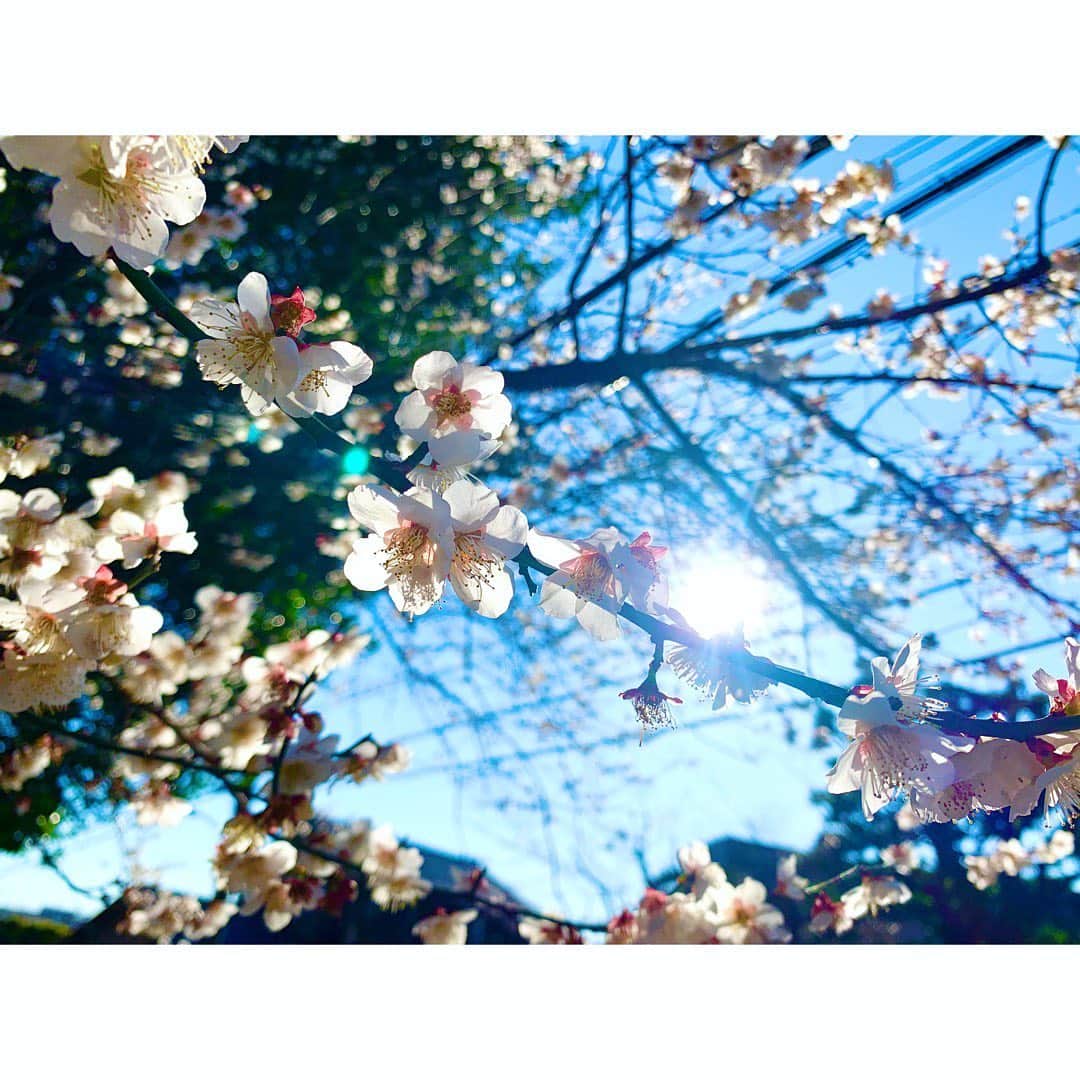 平岡映美さんのインスタグラム写真 - (平岡映美Instagram)「美しいお花を見つけ、 ぽかぽかと暖かく、 冬の終わりがそろそろなのかと。 どの季節も儚くて素敵ですよね❄️🌸 2021年2月22日2時22分 ・ #平岡映美 #一日一神社　 #感謝」2月22日 14時22分 - eimi_hiraoka_official