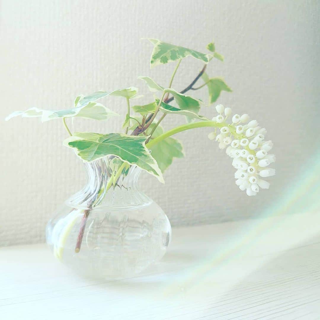 清水優美のインスタグラム：「＊ 大きく伸びて花ひらいたムスカリ。  白い花、かわいい。幸せ♡  にょきにょきと成長してくれた☺️  ＊」