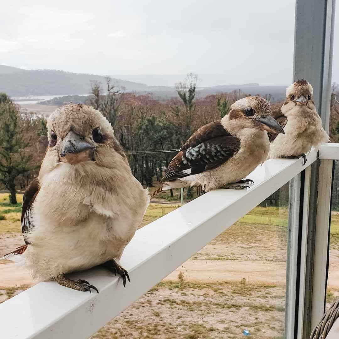 Australiaのインスタグラム：「If you don’t mind, we’re in the middle of a conversation! @wherethewild.roam interrupted a very important gossip session between these local #kookaburras 😂 This trio call #Wonboyn, at the southern tip of the @sapphirecoastnsw, home. This area of @visitnsw was affected by the 2020 bushfires, so it’s extra special to see these guys together safe and sound ♥️ If planning a trip to visit this area, we recommend @nncacultureawareness Yuin Retreat, a two-night Aboriginal owned and operated immersive experience that is truly special. #seeaustralia #LoveNSW #SapphireCoastNSW #holidayherethisyear」
