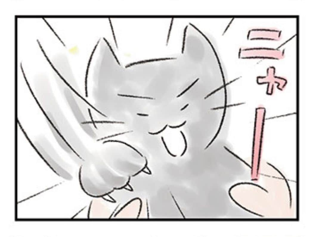 矢部太郎のインスタグラム：「ニャー 猫の日」