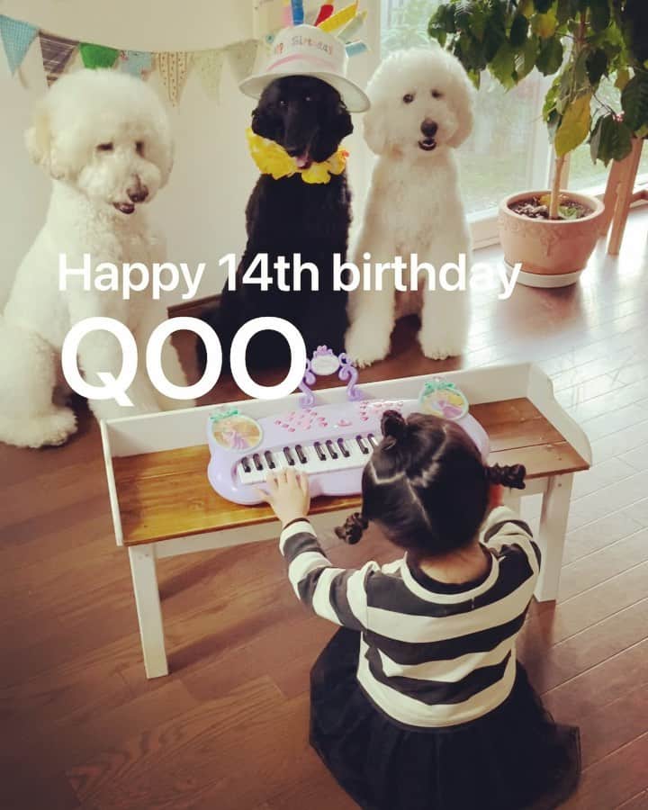 たまねぎのインスタグラム：「. . 2月22日にゃんにゃんにゃんの日  くぅさん！！ お誕生日おめでとう！！  Happy 14th birthday,QOO💕  くぅさん いっぱいいっぱい笑って過ごそうね！  #standardpoodle #dog #lovedogs #スタンダードプードル #大型犬と子供 #poodle #dogstagram #いぬのいる生活 #子どもと犬  #kidsanddog #ママリ #キズナ #コドモノ #いこーよ #いぬのきもち #犬と暮らす #いぬなしでは生きていけません  #犬と子どものいる暮らし #いつも一緒 #ハッピーバースデー #happybirthday #14歳誕生日 #シニア犬」