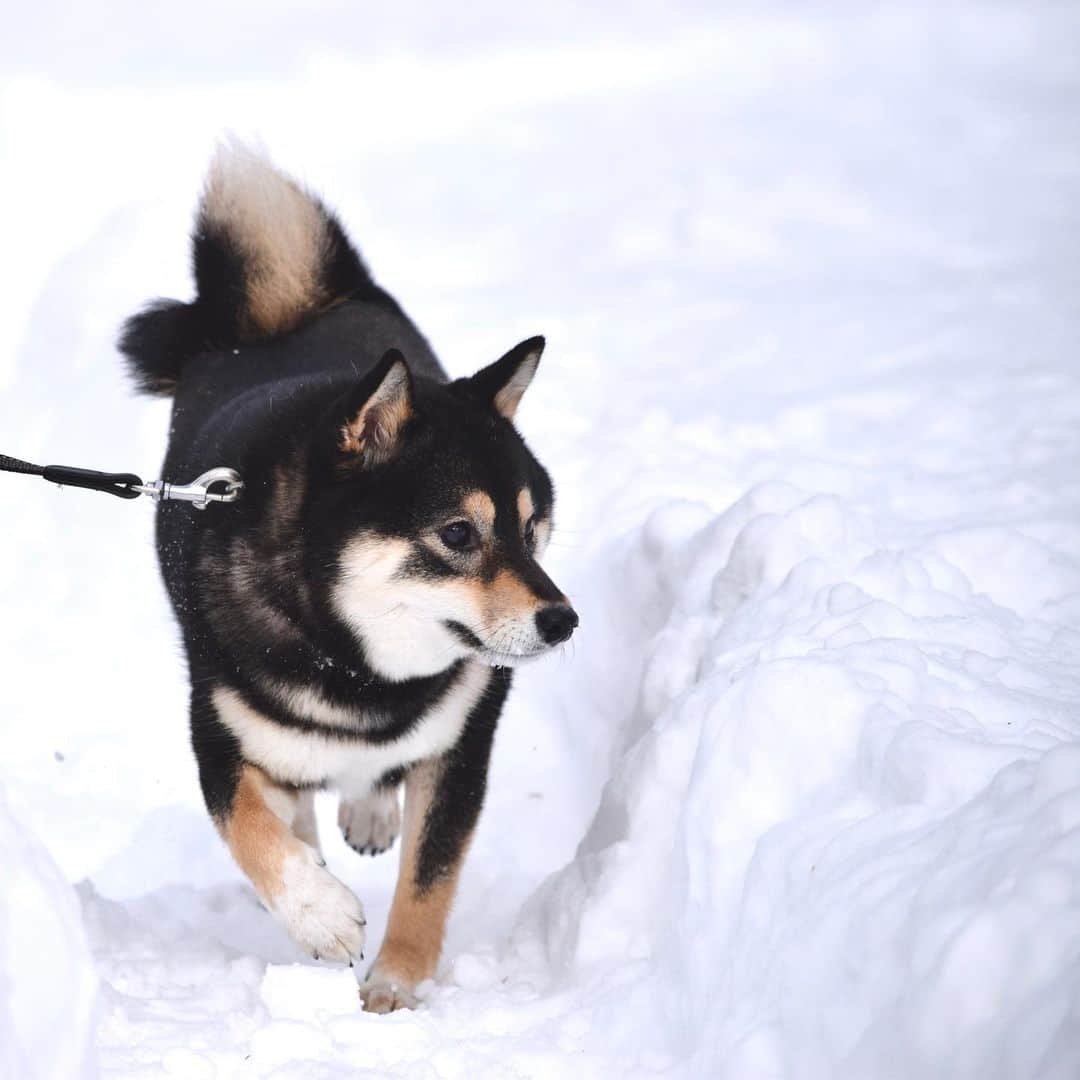 吾子のインスタグラム：「・ ・ ねえ、皆わんのところは桜が咲いた❓🌸 ・ 北海道はまだまだ雪深いよ☃️ ・ ・ ・ ・ ・ #でも雪も好きなんだわん🐶❤️ #春はまだ遠い #Sapporo ・ 北海道の柴犬 #柴北会 の皆ワン🐶💕早くみんなで安心してお散歩ができますように🐶👍🏻💕 ・ #adorable #instadog#shibainu#dog#instagramjapan#instashiba#kuroshiba #kuroshiba#socute #cutedog#いぬのきもち #黒柴 #dogstagram_japan」