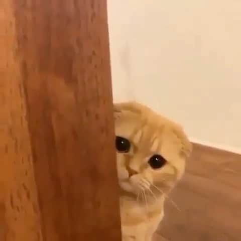 Cute Pets Dogs Catsのインスタグラム：「She’s looking. 😄 If you like it pls support with ❤️ Credit: @muller_kinako For crediting issues pls dm. DM us for advertising and promotion 🎁 #kittens_of_world and follow us to featured. 😸  Note: we don’t own this video, all rights go to their respective owners. If owner is not provided, tagged (meaning we couldn’t find who is the owner), pls DM and owner will be tagged shortly after.   #chat #neko #gato #gatto #meow #kawaii #nature #pet #instapet #mycat #catlover  #cutest #meow #instacats」