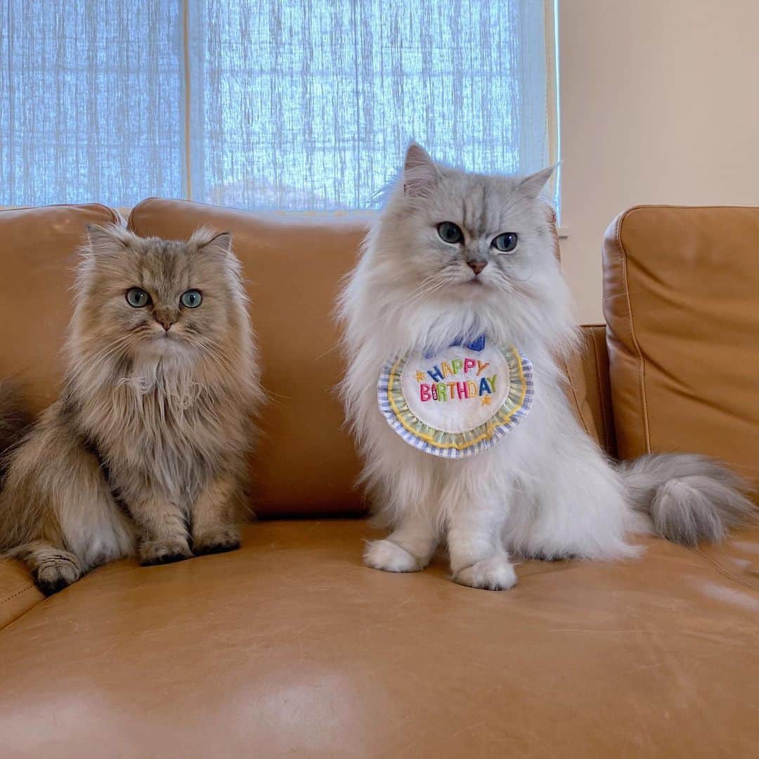 兄弟猫と私と夫の2トムのまいにちのインスタグラム：「happy 6th birthday to fuchan. ぼく6歳になったなの。 まだ赤ちゃんきぶんだけど シニア一歩手前なのよ。  気が小さくて、でもかんしゃくもちで、気分やで、わがままなとこもあるんだけど、弟思いで優しいふぅちゃん。ずっとずっと一緒にいたいね。  cat#cats#pet#catsofinstagram#catstagram#catstagram_japan#instacat#cutecat#cutepetclub#bestcats#world_kawaii_cat#catoftheday#meow#bestmeow#TheDailyKitten#ねこ#ネコ#猫#ねこ部#ふわもこ部#pecoねこ部#みんねこ#チンチラ#チンチラゴールデン#チンチラシルバー#ペルシャ#みぃ豆#ふぅ豆」