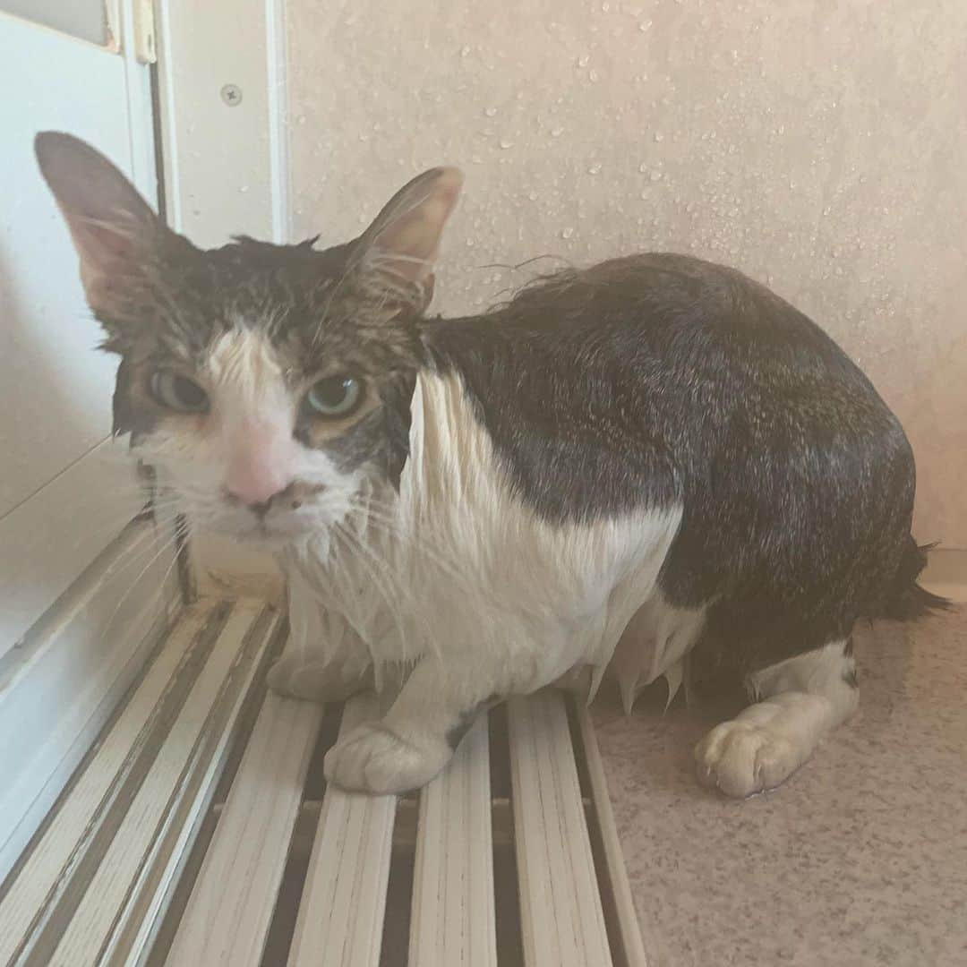 やふのインスタグラム：「宇宙生物・京太 洗っても洗っても泡立たない汚れよ… . #cat #neko #catlovers #catsofinstagram #catstagram #instacat #猫 #ねこ #ネコ #保護猫 #京太」
