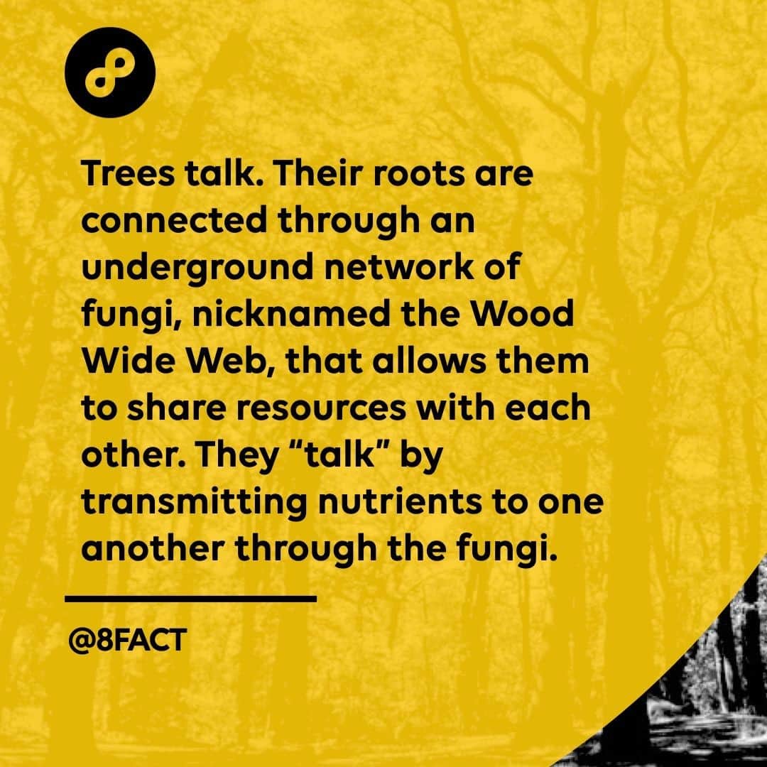 のインスタグラム：「For instance, a mother tree, or oldest and strongest tree in the forest, will share some of her sugars with smaller, nearby trees.」