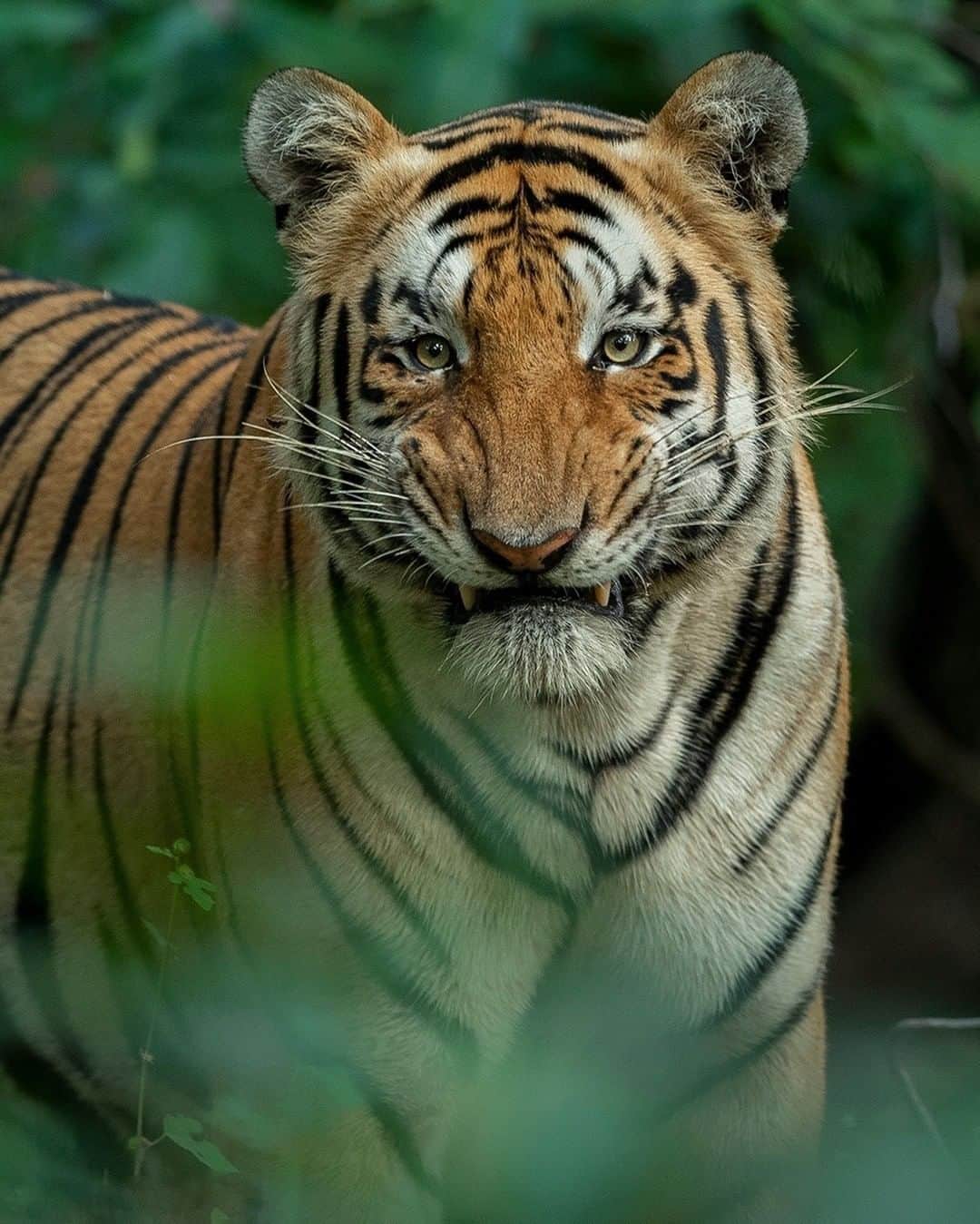 Discoveryのインスタグラム：「Smile 🐯  📸: @ankit.bansod13   #tigertuesday #tiger #bigcatsofinstagram #wildlifephotography #catlife #projectcat」