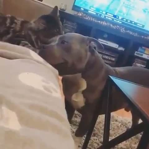 Cute Pets Dogs Catsのインスタグラム：「Happy friends. 😸🐶 If you like it pls support with ❤️ Credit: @kilothepupppyyy For all crediting issues, removals, pls DM . DM us for advertising and promotion 🎁 #kittens_of_world and follow us to featured. 😸  Note: we don’t own this video, all rights go to their respective owners. If owner is not provided, tagged (meaning we couldn’t find who is the owner), pls DM and owner will be tagged shortly after.   DM us for advertising and promotion 🎁 5 #kitty #cats #kitten #kittens #kedi #katze #ネコ #貓 #고양이 #Кот #котэ #котик #кошка #cats #catofinstagram #catlover #catsagram #catlovers #cat_features #catlady」