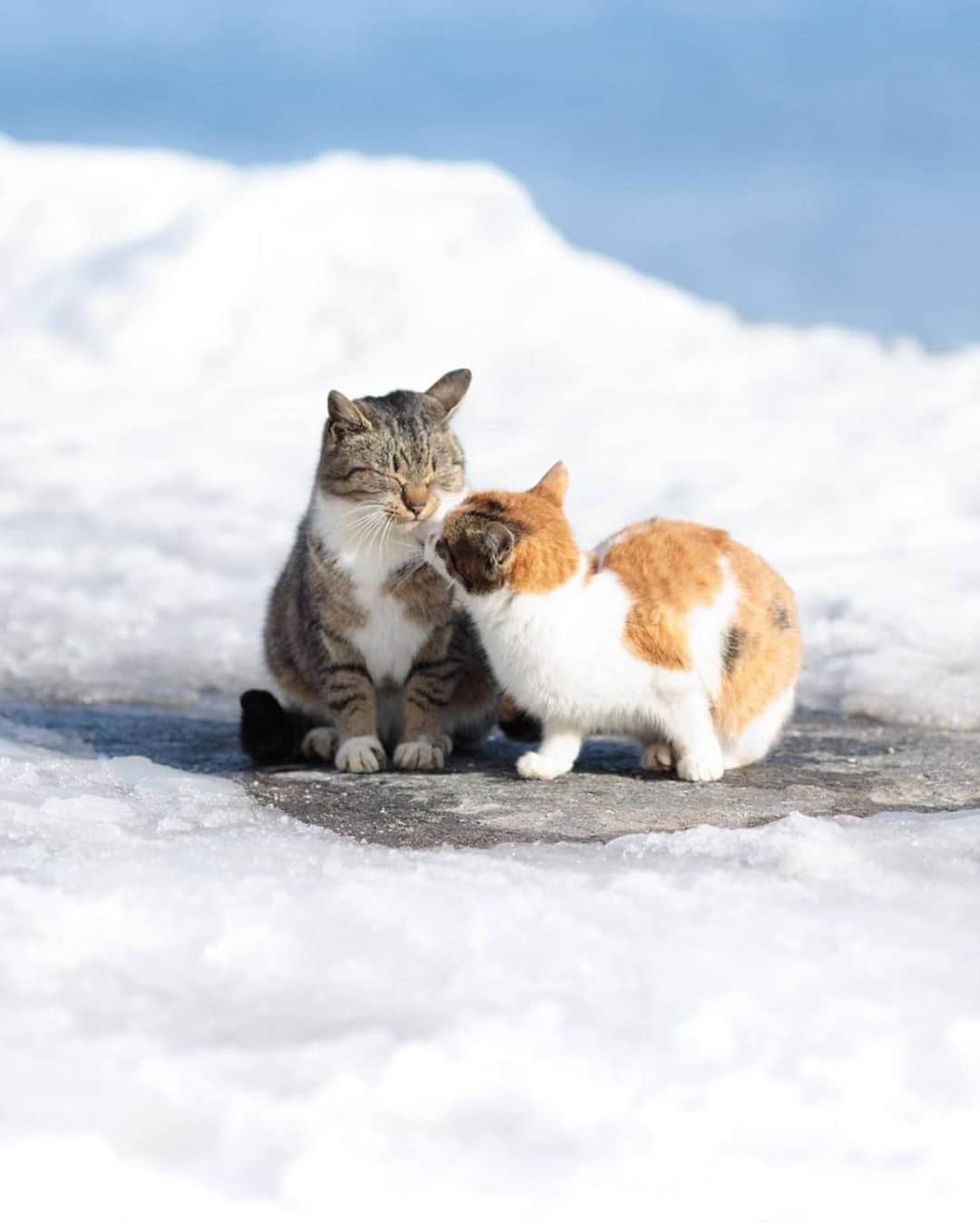 NEKOくらぶのインスタグラム：「| 三寒四温。⠀ @chikka_ism さんの作品ですにゃ（＝ΦωΦ＝）⠀ *⠀ いいね！＆コメント大歓迎！！⠀ *⠀ #nekoclub #NEKOくらぶ #Japan #Photo #写真 #日本 #cat #ネコ #ねこ #猫 ⠀ Follow: @nekoclub_jpn⠀ *⠀ ▼【廣済堂出版共同企画】NEKOくらぶの皆さまとつくる「NEKOくらぶ写真集」、発売中♪（＝ΦωΦ＝）⠀ ※詳細は本アカウント「 @nekoclub_jpn 」のプロフィールに固定しているハイライトから⠀ *⠀ ※当アカウントでシェアさせていただいた作品は、東京カメラ部YouTubeアカウントでも投稿者様のお名前入りでご紹介させていただく場合があります。これらの使用に関して原則通知は行いませんので、予めご了承ください。⠀ ※皆様、政府、自治体など公的機関の指示に従った行動をお願いします。⠀ 東京カメラ部および分室では、写真を「見る楽しみ」を提供することを通して、微力ながら皆様にわずかな時間でも癒しをお届けしたいと思っております。⠀ ※本アカウントは東京カメラ部がFacebook、Instagramのサービスを利用して運営しているもので、Facebook社・Instagramとは一切関係ありません。」