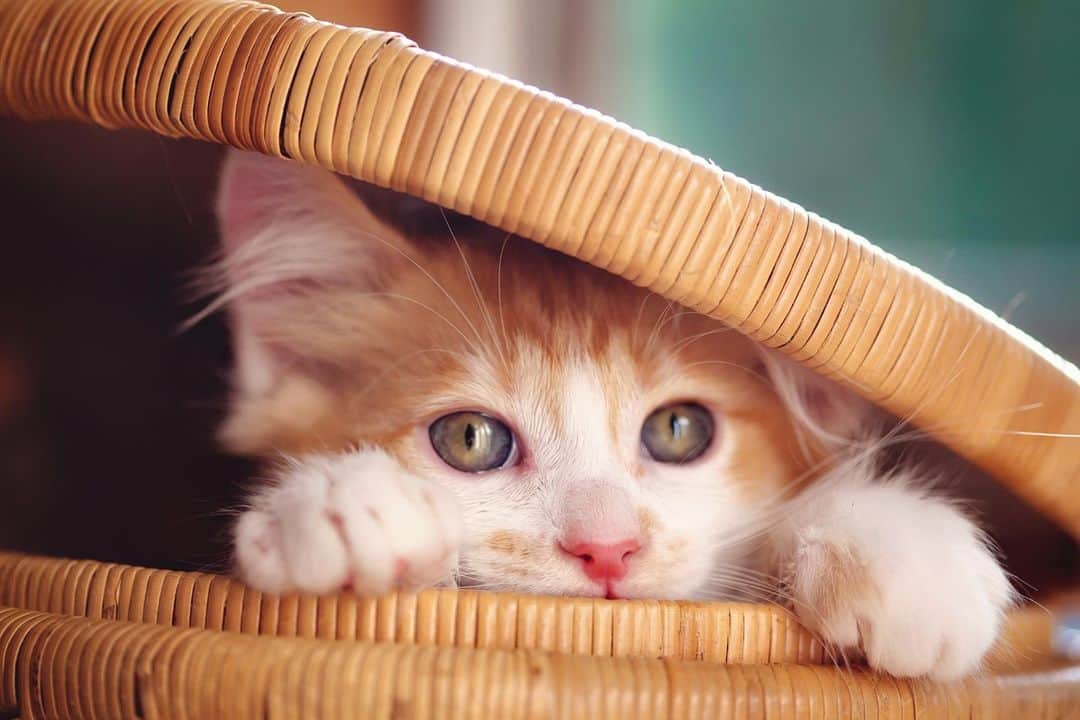 アニマルプラネットのインスタグラム：「Peek-a-boo!  . . . . . #toocutetuesday #kitten #kitty #cat #housecat #basket #toocute #animal #animalplanet #pictureoftheday #photooftheday」