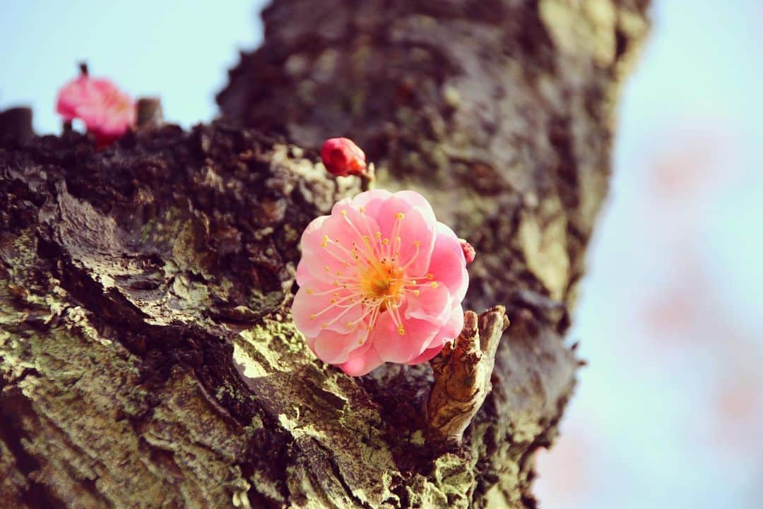 みかんのインスタグラム：「. Good morning〜☀️ . 今日は、寒さが戻ってしまうようです。 暖かくしてお過ごし下さいね！ . #ウメ #flowers  #flowerstagram  #はなまっぷ  #mikanmamahana」