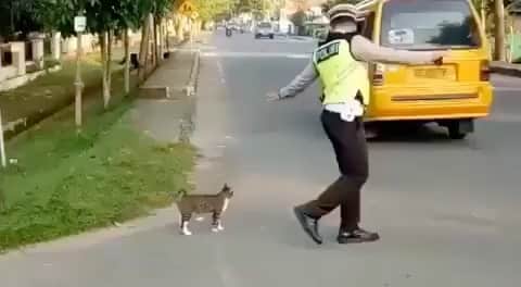 Cute Pets Dogs Catsのインスタグラム：「Great job officer. 👍 If you like it pls support with ❤️ Credit: @polres_muba_top For all crediting issues and removals pls DM . DM us for advertising and promotion 🎁 #kittens_of_world and follow us to featured. 😸  Note: we don’t own this video, all rights go to their respective owners. If owner is not provided, tagged (meaning we couldn’t find who is the owner), pls DM and owner will be tagged shortly after.   #chat #neko #gato #gatto #meow #kawaii #nature #pet #instapet #mycat #catlover  #cutest #meow #instacats #kitten」