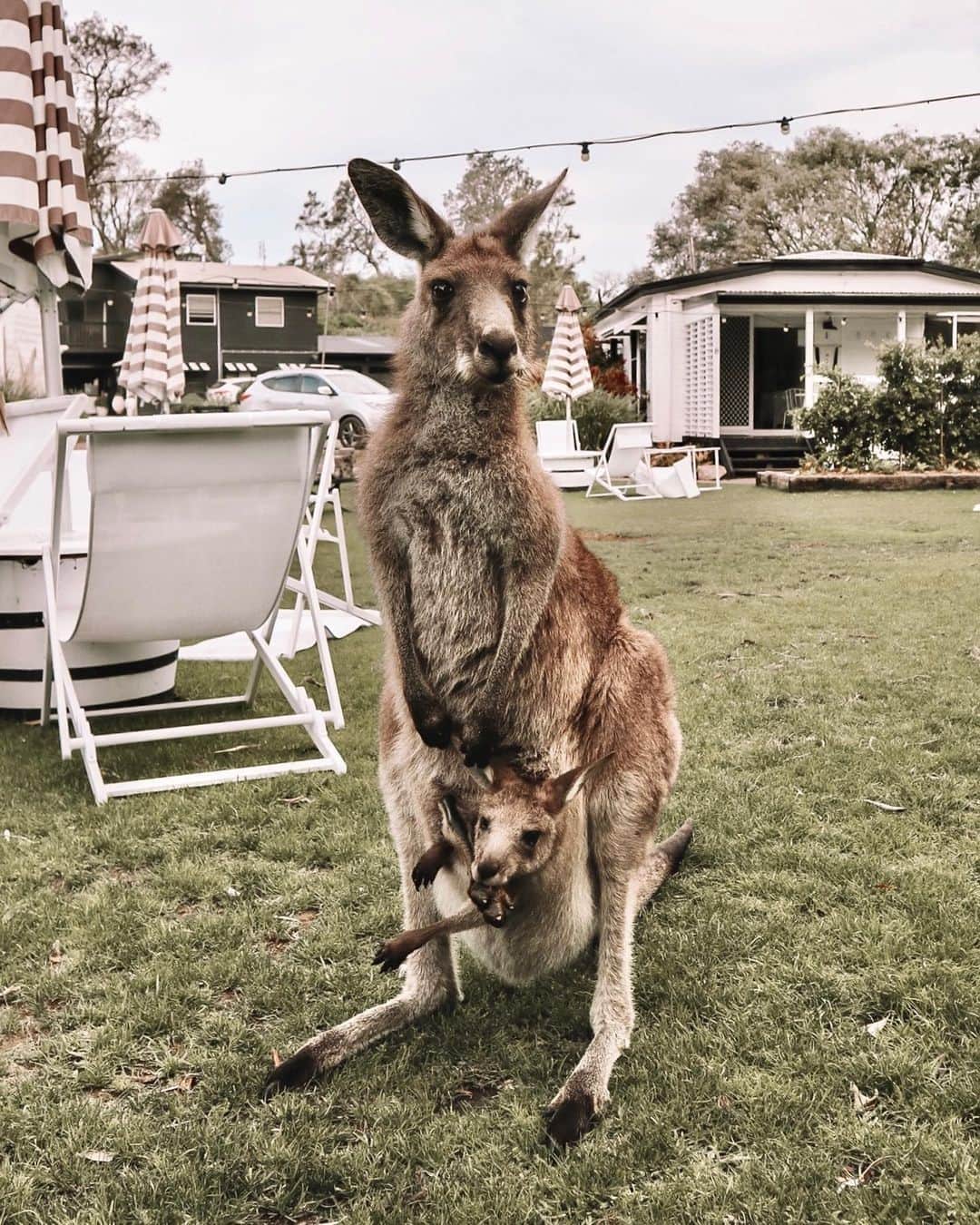 Australiaのインスタグラム：「The locals in #JervisBay certainly are a friendly bunch🧡 Just ask @jjuuulie who got a warm welcome when staying in this part of the @visitshoalhaven region. This area in @visitnsw is home to both the #BoodereeNationalPark and #JervisBayNationalPark, two great locations to take a bushwalk or pitch a tent in. If you prefer your creature comforts, @thecovejervisbay (pictured here) have you covered. Not only do they offer luxury #glamping tents but there's also an on-site boutique spa... that's a big YES from us! 🧖‍♀️⛺ #seeaustralia #NewSouthWales #shoalhaven #holidayherethisyear」