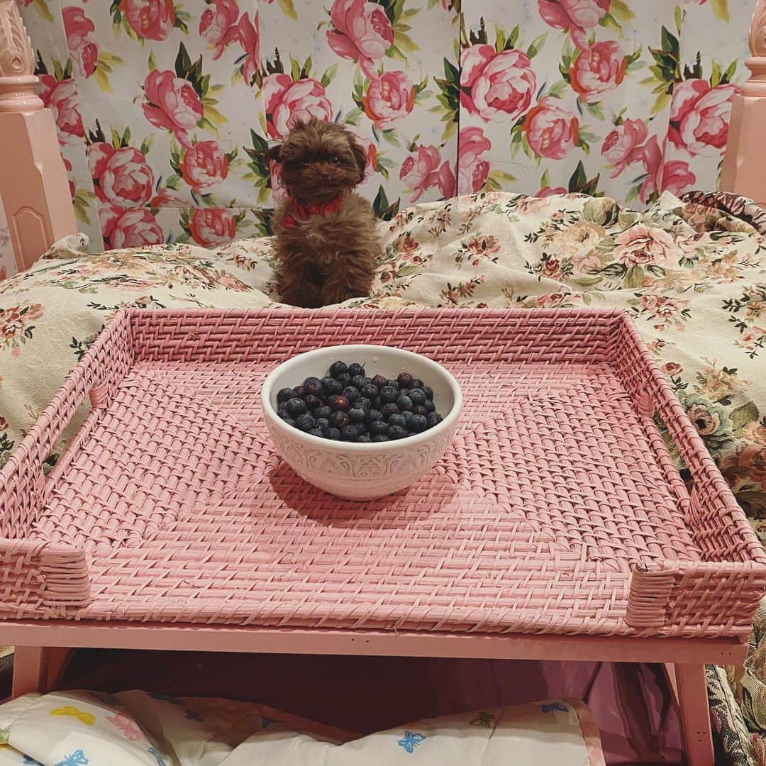 TORICOのインスタグラム：「ベッドテーブルを買って色を塗った。 これでベッドの上でご飯食べられる。」