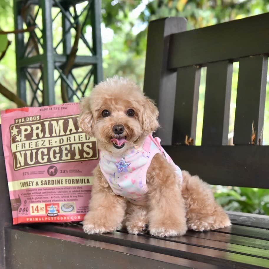 Truffle??松露?トリュフのインスタグラム：「📆(24Feb21)😊happy midweek! 😘 see my twisted 👅😂m so pawcited when mummy mentioned that she will open the new packet of my fav 🐔+🐟#primalpetfoods nuggets after the photoshoot 😅❤️ #trufflenb2k #b2kpet」