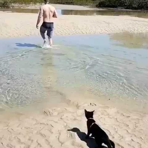 Cute Pets Dogs Catsのインスタグラム：「Water lover here. 😁💪 If you like it pls support with ❤️ Credit: @nathan_thebeachcat For all crediting issues, removals, pls DM . DM us for advertising and promotion 🎁 #kittens_of_world and follow us to featured. 😸  Note: we don’t own this video, all rights go to their respective owners. If owner is not provided, tagged (meaning we couldn’t find who is the owner), pls DM and owner will be tagged shortly after.   5i #kitty #cats #kitten #kittens #kedi #katze #แมว #猫 #ねこ #ネコ #貓 #고양이 #Кот #котэ #котик #кошка#cutecats #meow #kittycat #catinstagram #catsclub #caturday #catsofig #bestmeow #excellent_cats」