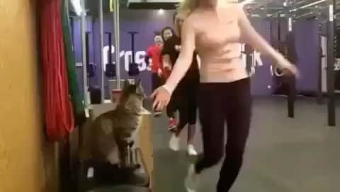 Cute Pets Dogs Catsのインスタグラム：「Paw support. 😄 If you like it pls support with ❤️ Credit: @crossfitchina For all crediting issues, removals, pls DM . DM us for advertising and promotion 🎁 #kittens_of_world and follow us to featured. 😸  Note: we don’t own this video, all rights go to their respective owners. If owner is not provided, tagged (meaning we couldn’t find who is the owner), pls DM and owner will be tagged shortly after.   5i #kitty #cats #kitten #kittens #kedi #katze #แมว #猫 #ねこ #ネコ #貓 #고양이 #Кот #котэ #котик #кошка#cutecats #meow #kittycat #catinstagram #catsclub #caturday #catsofig #bestmeow #excellent_」