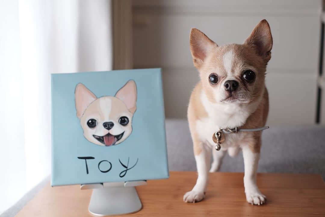 maika_kikitoyjijiのインスタグラム：「. Toy . トイトイの笑顔が届きました☺️❤️ . 写真をもとに素敵な絵画に 仕上げてもらえます✨ . 予約受付は2/24 20:00〜 3/3 23:59までなので 気になる方はお早めに💕 👇 @corona_dog_lifestyle  . やっぱりオンリーワン商品は 嬉しいよね😚💕 . . #犬スタグラム #犬との生活 #犬と暮らす #犬すたぐらむ #犬服ハンドメイド #犬写真 #犬かわいい #犬グッズ #チワワ好きな人と繋がりたい #チワワ親バカ部 #チワワのいる暮らし #チワワ多頭飼い #チワワ部 #チワワなしでは生きていけません会 #チワワのいる生活 #チワワスムース #チワワン #チワワlove」