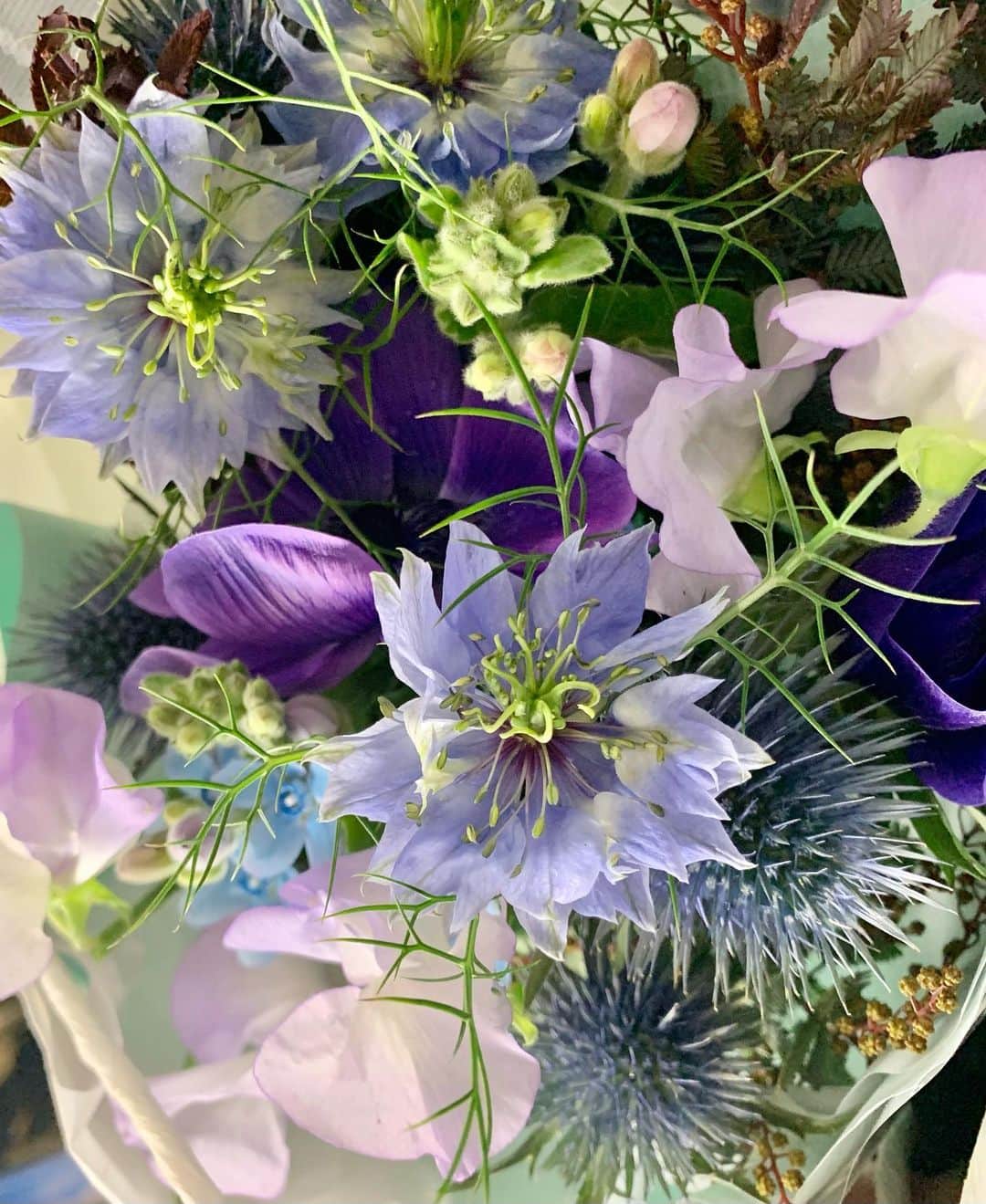 黒崎レイナさんのインスタグラム写真 - (黒崎レイナInstagram)「一目惚れした花 「ニゲラ」素敵〜！ 下にある棘のある花の名前がわからない…なんだろう。 これも好き☺︎」2月25日 22時02分 - reinakurosaki_official