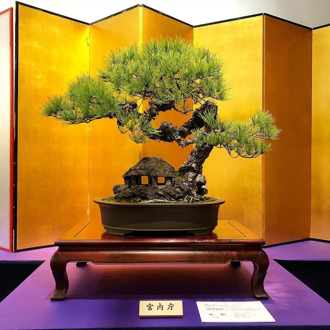 秋山真太郎のインスタグラム：「#第95回国風盆栽展#bonsai#盆栽#분재#国風展#東京国立美術館#japan#japanculture#kokufuexhibition#日本の水石展」