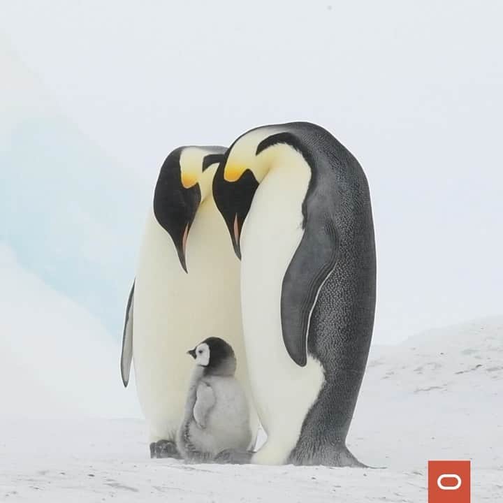 Oracle Corp. （オラクル）のインスタグラム：「What’s black and white with its head in the #clouds? The penguins at @zoozuerich! 🐧 Learn how the Save the Penguins app is tapping into #DataScience to educate about penguins and threats to their habitats. Link in bio.」