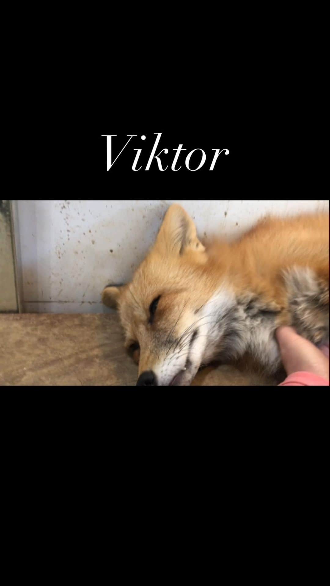 Rylaiのインスタグラム：「Morning scritches with Viktor!  . Schedule an encounter and you too can give Viktor love!!  . #privateencounters #foxes #animals #animal #animallovers #foxesofig #russiandomesticatedfoxes #viktor #redfox #ambassador #sandiego #volunteer #local #nonprofit #socal #la #losangeles #animalencounters #supportlocal #ppp #jabcecc」