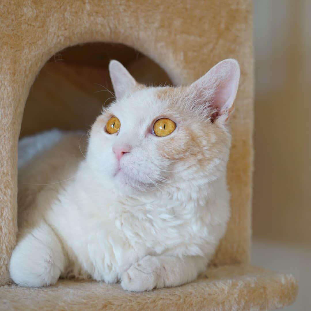 みかんのインスタグラム：「. Good morning〜☁️ . ぼくの目は黄色！ レモン色にゃりね🍋 . #レモン #柑橘姉弟 #munchkin  #cat #catstagram  #cats_of_instagram」