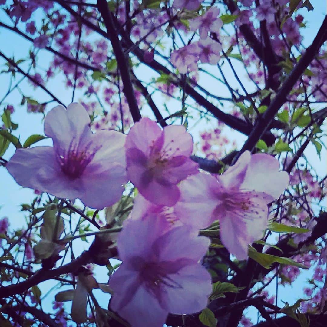 尾木直樹のインスタグラム：「三田や麻布界隈歩いてたら一本だけ満開の桜🌸何サクラかしら？綺麗。春間近 - #麻布#サクラ# 春間近#穏やか#尾木ママ」