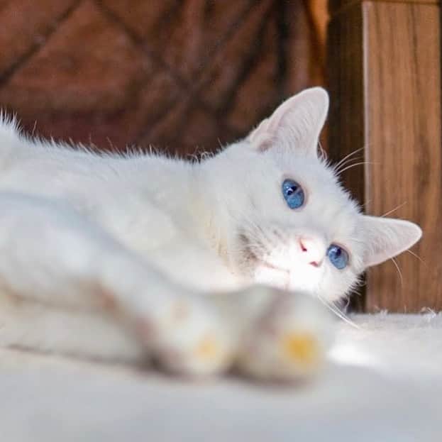 プンクマのインスタグラム：「コタツを開けて見たら中には蕩けた白猫がいた。 怒る前にコタツを閉めよう。笑 #青彩 #ブルーアイズ #猫 #ねこ #cat #blueeyes #neko #catsofinstagram #catsagainstcapitalism」