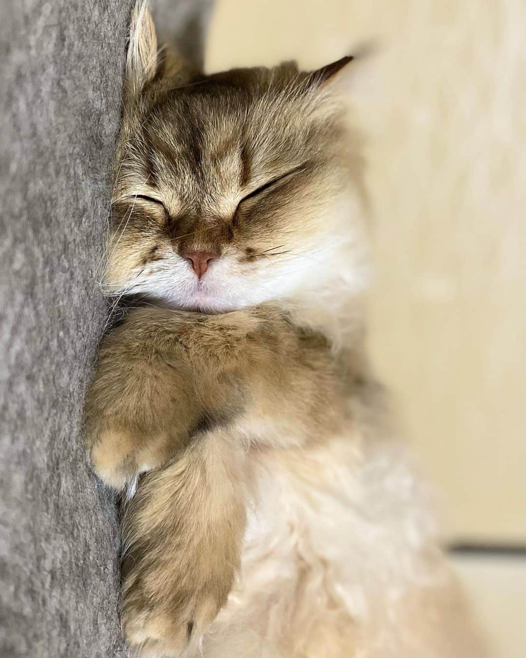 marikoのインスタグラム：「💤💤 なんかもう… こんなん見たら 力抜けるなぁ… フニャフニャなる〜♡😂 ・ 今日は冷たい雨でした☔️  春はもう少し✨🌱 ・ ・ #チンチラゴールデン #chinchillagolden #cat#ねこ#猫#ネコ #猫のいる暮らし」