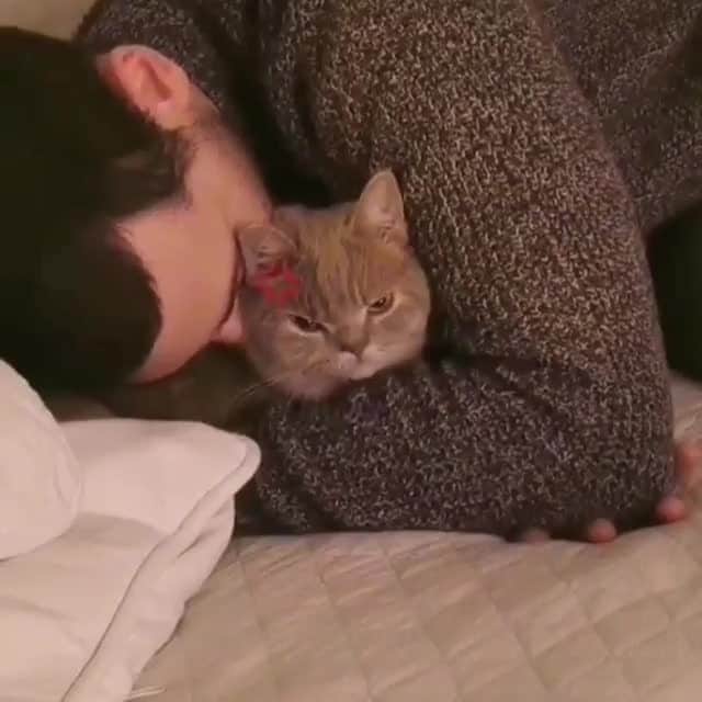 Aww Clubのインスタグラム：「When your hooman gives you unrequested love⠀ ⠀ 🎥@panolechat⠀ ⠀ Tag #MMGTW get a chance to be featured by @9gag , @meowed and 9GAG Cute⠀⠀⠀⠀⠀⠀⠀⠀ ⠀⠀⠀⠀ #meowed @meowed #MyMeowGotTalentWeek #MyMeowGotTalent #MMGTW #panolechat #bsh #britishshorthair」