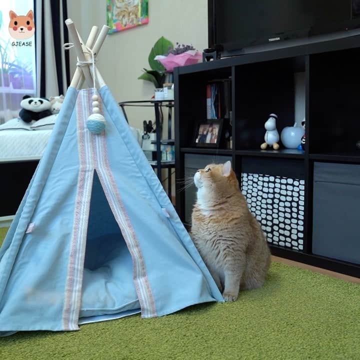 Hosicoのインスタグラム：「How to get the tent cat nest? ⛺️ Just need to click the following link in bio @gjeasehome http://bit.ly/3tZktbh Hosico like their products very much and there are big promotions on the website: www.gjease.com Free shipping for all products! Get 10 coupons after registered! 🎁 Quality guarantee! Rapidly delivery!」