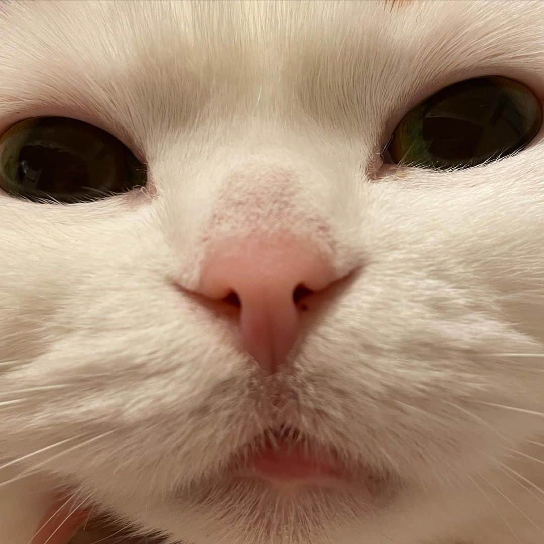 momo0224momomoのインスタグラム：「ドアップ。  #ねこ#猫#かわいい#スコティッシュ#スコティッシュフォールド#ノルウェージャン#まん丸猫#ドラえもん#猫バカ#親バカ#多頭飼い#猫の平和を祈る#ペットバカ#ヌコ#Instagram猫#ねこ部#rakutenpet」
