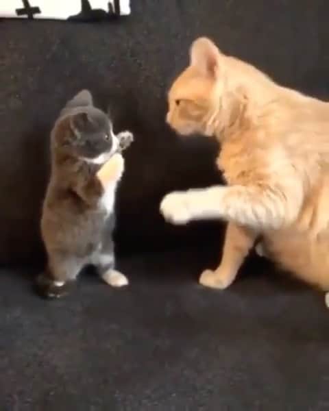 Cute Pets Dogs Catsのインスタグラム：「Paw play. 😄 If you like it pls support with ❤️ Credit: @fosterbabycats For crediting issues pls dm. DM us for advertising and promotion 🎁 #kittens_of_world and follow us to featured. 😸  Note: we don’t own this video, all rights go to their respective owners. If owner is not provided, tagged (meaning we couldn’t find who is the owner), pls DM and owner will be tagged shortly after.   #chat #neko #gato #gatto #meow #kawaii #nature #pet #instapet #mycat #catlover  #cutest #meow #instacats」