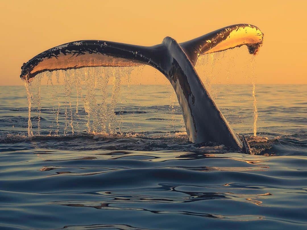 Chase Dekker Wild-Life Imagesのインスタグラム：「Glassy seas, a vibrant sunset, and a friendly humpback whale always make for an incredible evening. Meanwhile, back in Monterey.....we’ve been experiencing some rough seas with a steep swell and strong winds. It’s always a bummer when you can’t be out on the water (sorry to all our passengers!), but this weather is actually important. Here along the coast, we rely on the rough weather to drive the upwelling that help set up the feeding frenzy that will last for most of the year. However, until those winds die down, I’ll continue thinking about these calm evenings with @newportcoastaladventure   #naturephotography #whales #nature #animal #earthpix #teamcanon #oceana #dolphin #oceanlife #pacificocean #natgeoyourshot #animalphotography #oceanlove #westcoast #madeofocean #ocean #discoverocean #natgeo #oceanphotography #wildlifephotography #tourtheocean #wildlife #wildlife_seekers #humpbackwhale #whalewatching #california #whale #oceanconservation #newportbeach」