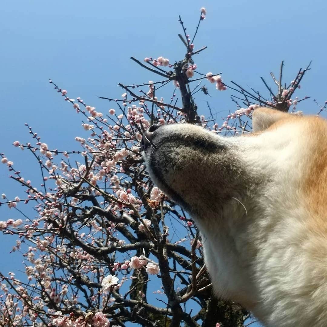 柴犬たま Shibainu Tamaのインスタグラム：「梅の花が満開になったよ🌼 ﻿ Caption trans🇬🇧﻿ The plum blossoms are now in full bloom🌼 ﻿ #柴犬たま #たママ #たまーば #うめ #ウメ #梅 #梅の花 #花とたま #たま空シリーズ #ふわもこ #あご黒 #舌ぺろ #しっぽモフモフ #柴犬 #shiba #shibainu #shibastagram #犬 #dog」