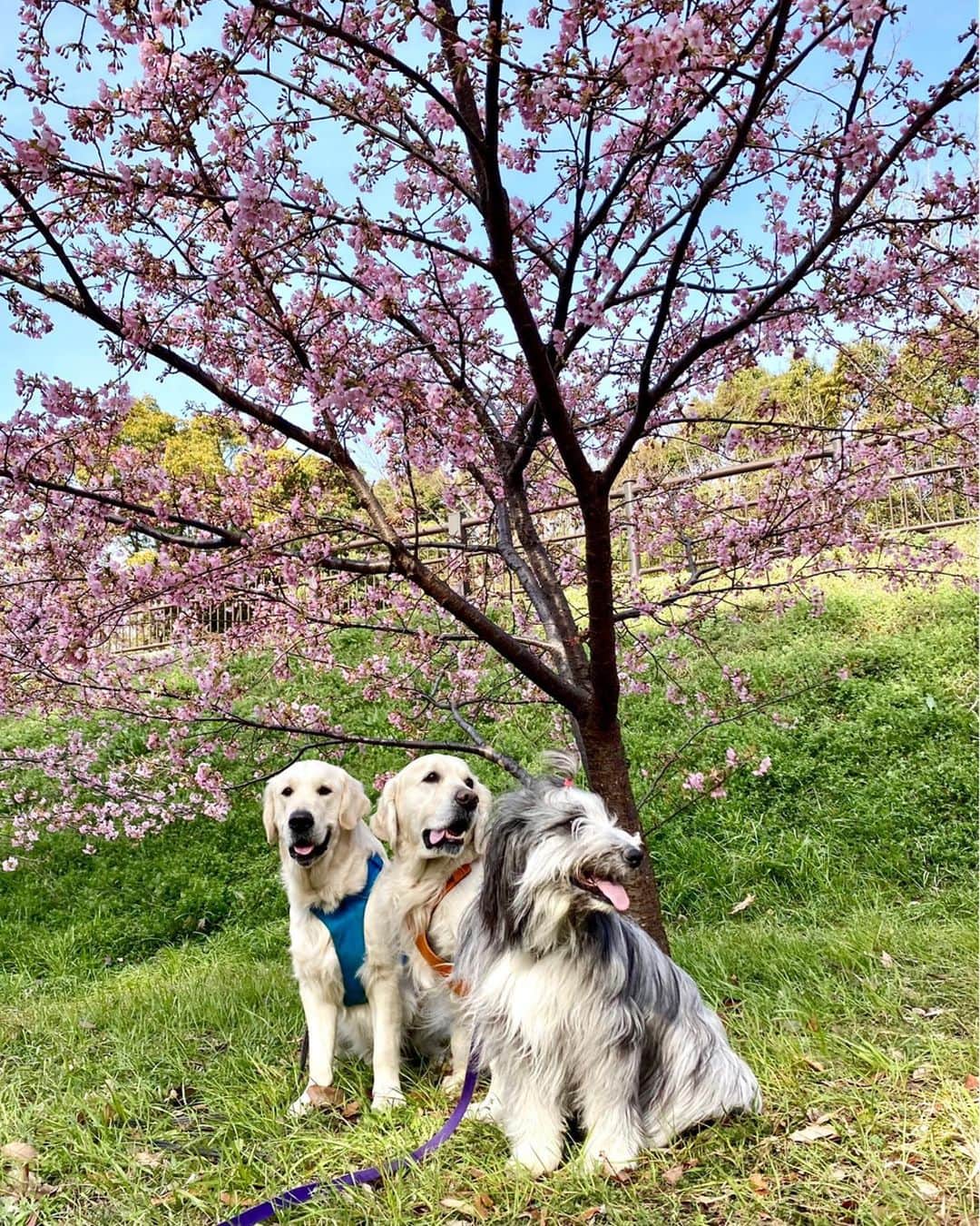 kei515yuのインスタグラム：「こんばんは、朱織です。 今日はファーファ君、ニーラム君とまたいっぱい遊びました。 今日も遊んでくれてありがとう😊 河津桜も綺麗でしたよ。 濃いめのピンク色が可愛いですよね。 #今日も元気元気  #ビアデッドコリー #ビアディ #beardedcollie #akaribeardie #beardie #beardedcolliesofinstagram #puppydog #puppygram  #petscorner #insta_animal #dog_ofinstagram #insta_dogs #igdog #topdogphoto #repost_ezyjp #weeklyfluff #dog_features #excellent_dogs #pecoいぬ部」