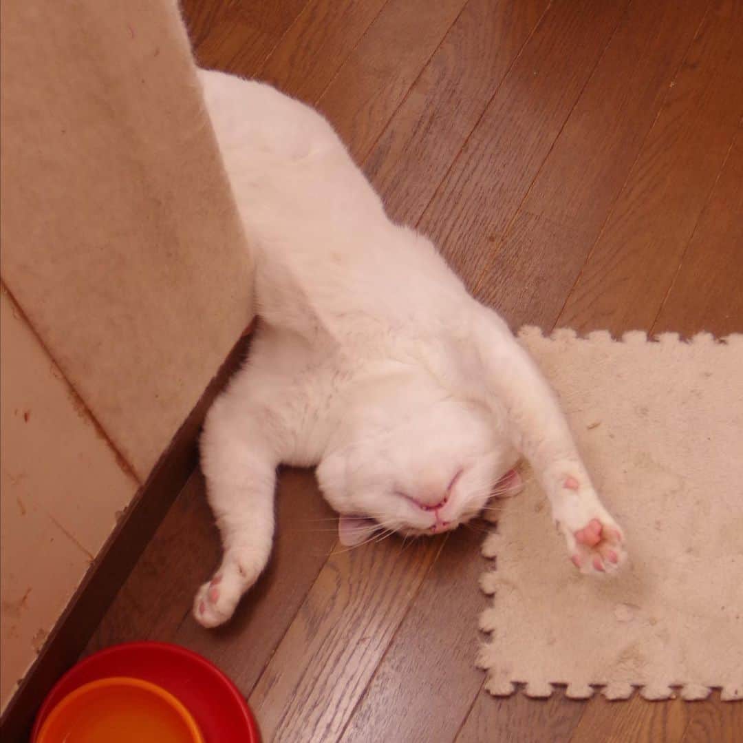 Kachimo Yoshimatsuのインスタグラム：「今日は27日、7の付く日でナナの日 1年前のナナクロ Nanakuro a Year ago 角を曲がる行倒れ。  #うちの猫ら #猫 #nanakuro #ナナクロ #7の日 #ねこ #cat #ネコ #catstagram #ネコ部 http://kachimo.exblog.jp」