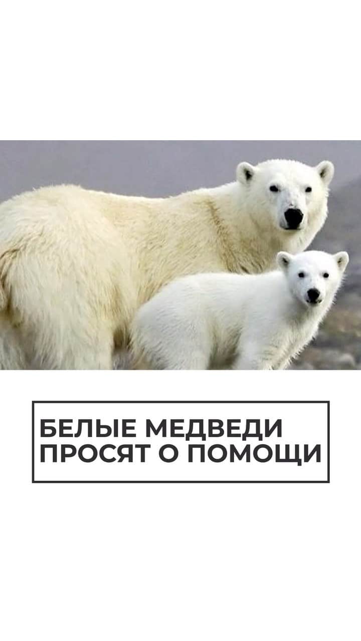 RIAノーボスチのインスタグラム：「С 1957 года в России полностью запрещена охота на белого медведя, однако он до сих пор находится под угрозой исчезновения. На Земле их осталось не более 30 тысяч, из которых 5-7 тысяч находятся на территории России. Вид занесен в Красную книгу.」