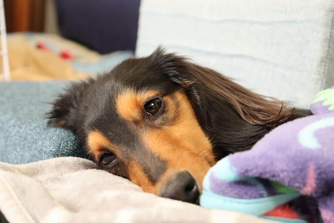 ❃ren❃のインスタグラム：「お昼寝から目覚めて、ボーッとしてるこっちゃん𓂂𓋪 可愛いな〜♡٭* * いつも見ていただきありがとうございます◡̈❤︎ *  。・。・。・。・。・。・。・。 * #起きたよ #ボーッとしてる #親バカpic #うちのモデル犬 #琥珀#こはく#こっちゃん#暴れん坊#ビビリ犬#ブラックタンダックス#ダックス#ミニチュアダックス#ミニチュアダックスフンド#短足部#チームぶさ顔#わんこ写真#dog#dachshund  #レオン大好きだよ」