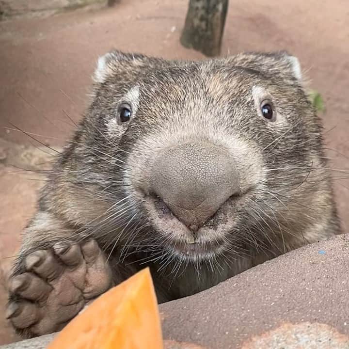 Australiaのインスタグラム：「Hmm, I don't mind if I do! 🍠  It’s pretty hard to resist this cute face as @reneehowell18 knows all too well. This is Ringo, the resident wombat at @wildlifesydneyzoo in @sydney’s #DarlingHarbour. Ringo, like all the Aussie animals at the sanctuary, loves meeting his fans (almost as much as munching on his beloved sweet potato snacks) so make sure you say howdy to him on your next visit. Fun fact: while wombats may look slow, they can get up to a speed of 40 kilometres per hour! #seeaustralia #ilovesydney #HolidayHereThisYear」