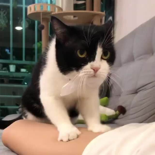 Aww Clubのインスタグラム：「When 2 paws aren't enough⠀ ⠀ 🎥@mr.ninja_kit ⠀ Tag #MMGTW get a chance to be featured by @9gag , @meowed and 9GAG Cute⠀⠀⠀⠀⠀⠀⠀⠀ ⠀⠀⠀⠀ #meowed @meowed #MyMeowGotTalentWeek #MyMeowGotTalent #MMGTW #tuxedocat #meowssage #猫忍者 #🇸🇬 #adoptedcat #adoptdontshop」