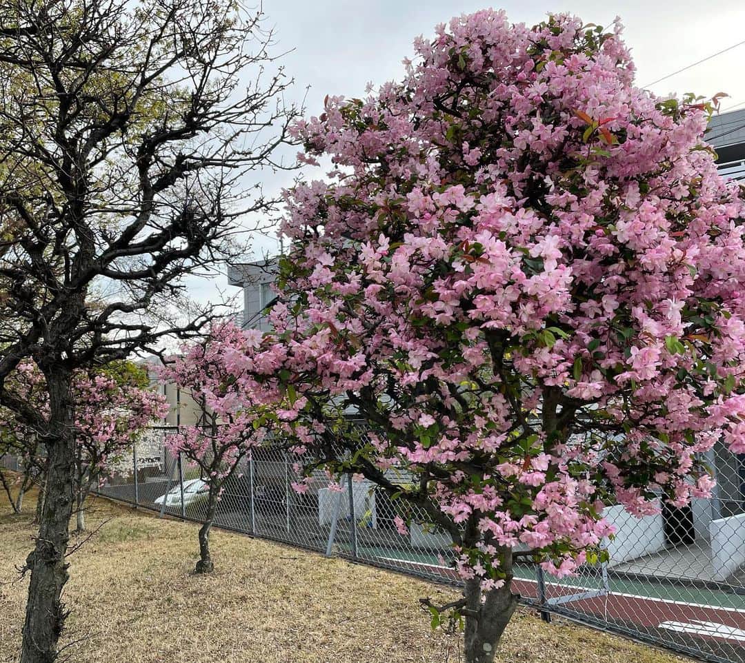 梶田冬磨のインスタグラム：「こんばんは☺︎☺︎☺︎ . 今日は景色の写真でよろしくお願いします🤲 もう気付けば春ですね🌸 本当にこの1年あっという間でしたね。 . 家の周りは、桜と梅で満開です。 でも、散ってしまい夏がくるんですよね。 夏も夏で楽しみですが、 今は、自分の子供に会える楽しみが1番です☺︎☺︎ 日々、妻が頑張って生活してくれてます。 感謝を忘れず、必ず幸せにします。 急にマジな語りを入れてすみません笑笑 . また後日お会いしましょう☺︎☺︎☺︎」