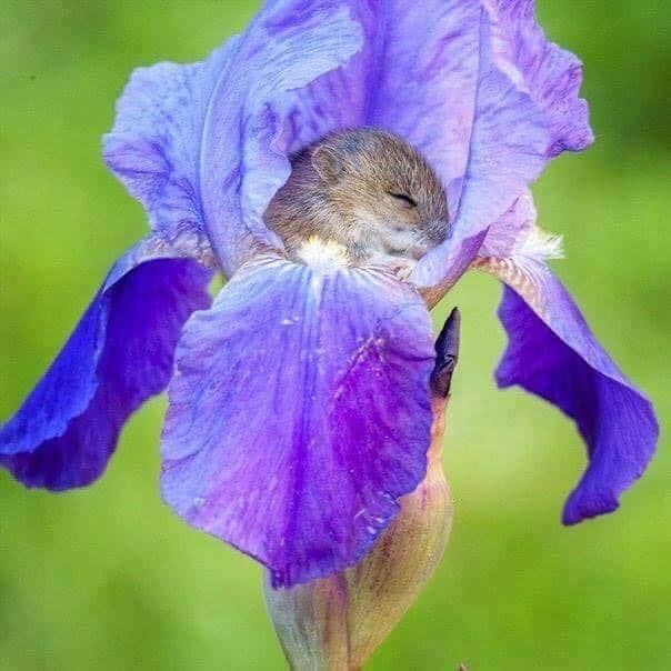 FKAツイッグスのインスタグラム：「i’ve been told when i sleep i look like this harvest mouse」