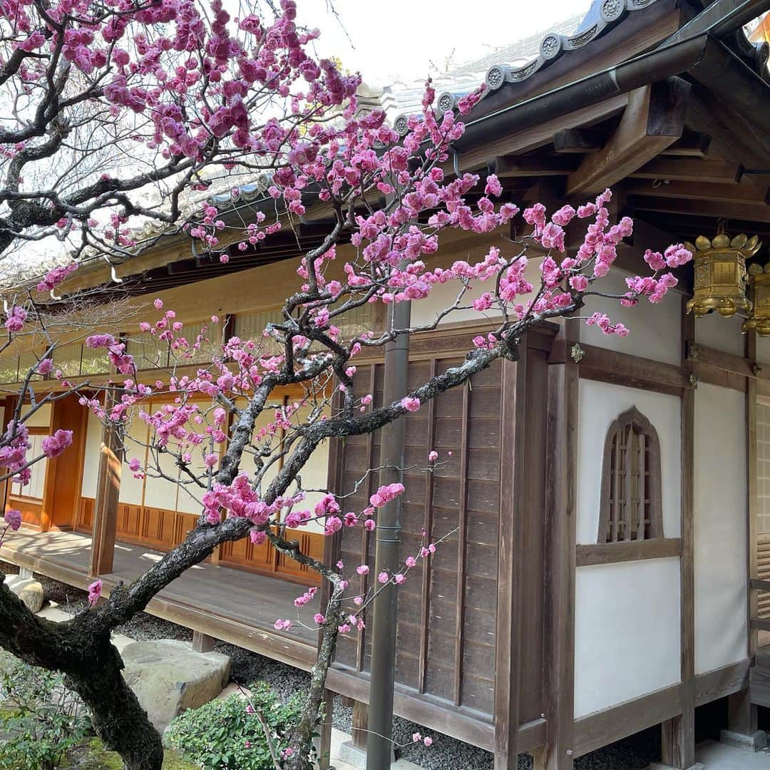 水谷千重子のインスタグラム：「快晴の梅が咲く？桜？😅それぐらいわかってよ🌸🥴🌸🥴🌸🥴京都でお時代劇の撮影してるんだって友近ちゃん💖💖 コント大河ドラマ風レストランじゃないわよ🤣🤣🤣 #京都 #大河ドラマ風レストラン #時代劇 #またお知らせします」
