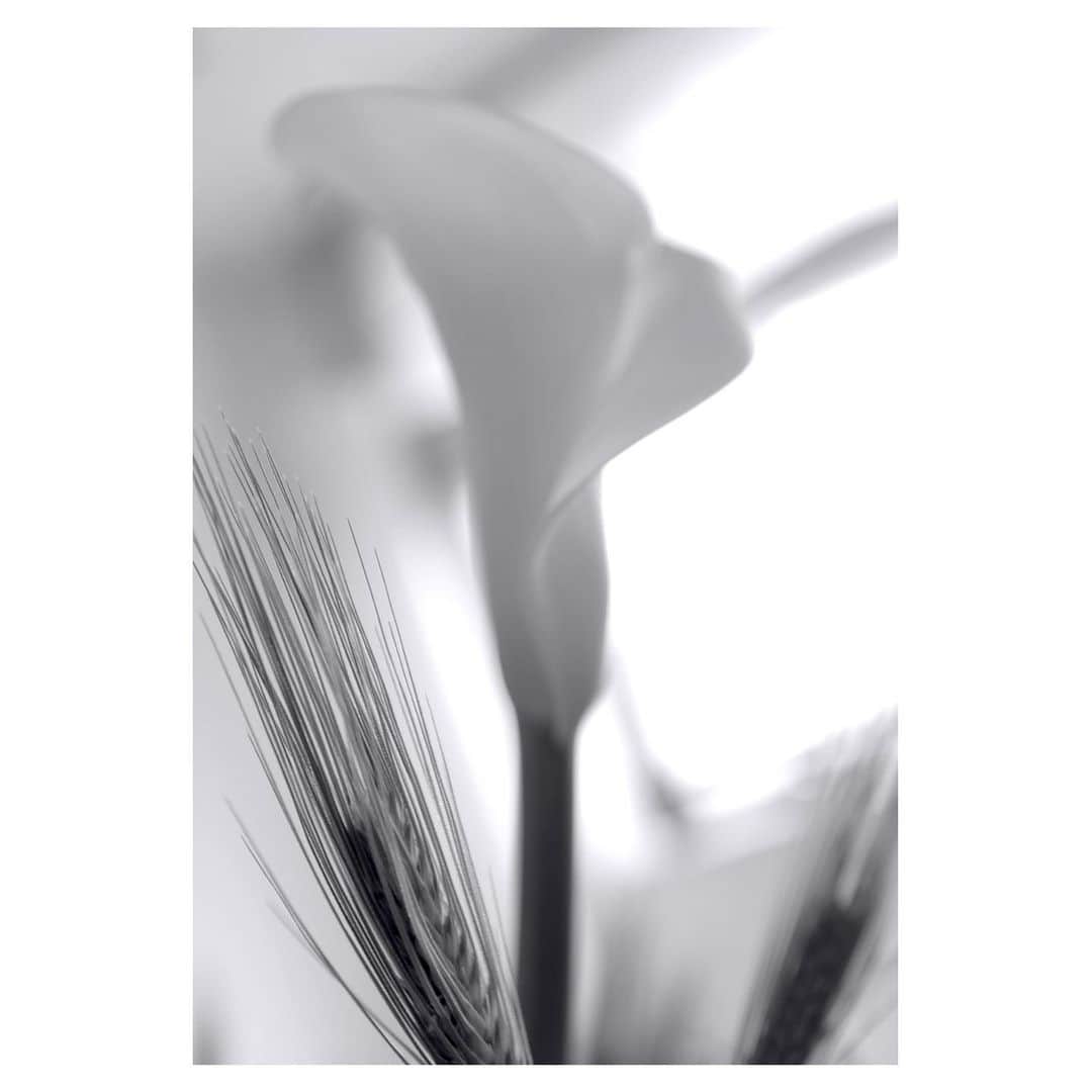 稲垣吾郎さんのインスタグラム写真 - (稲垣吾郎Instagram)「白い朝に咲くswan  仲間の言葉に心震える。 本当におめでとう。」3月20日 11時53分 - goro_inagaki_official
