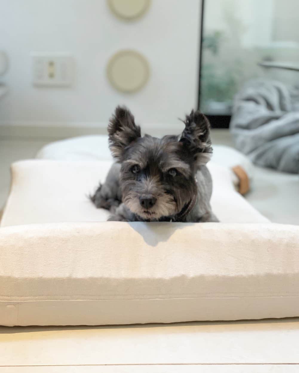 大日方久美子のインスタグラム：「・ 継続的に保護団体に寄付ができるシステムを作れたら。と思い、売上の一部を寄付する犬猫ベッドを作っています！  まだ試作中で形やカバーなど皆さんと一緒に考えながら完成させたく、今夜20時からライブで試作品をご紹介します。  愛用している @zzzland_official のブレインスリープ枕の素材を使ったベッドになるので、丸洗いできることは間違いなし！  大きさや生地の質感やベッドに対するリクエスト、コメント沢山いただけたら嬉しいです！  よろしくお願い申し上げます。 ・ ・ #kumijob #brainsleep」