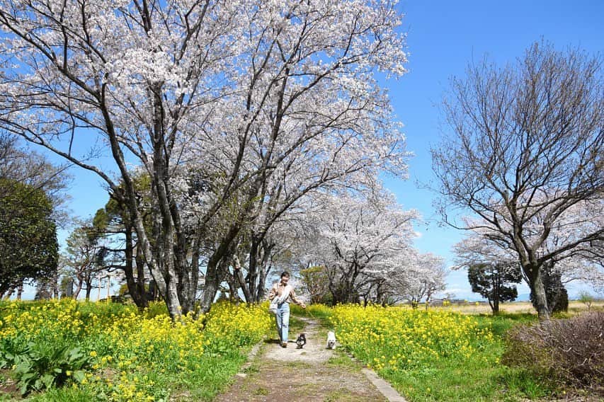 小野真弓さんのインスタグラム写真 - (小野真弓Instagram)「おはようございます*\(^o^)/* 昨日は初夏のような陽気🌞 千葉県北部の実家エリア。どこもかしこも花盛り✨ 両親と共にお散歩へ〜🌸🌼 絵画のような景色にうっとり☺️💕 今日も良い一日を(*^_^*)🍀😷 #チワワ#ハナちゃん #チワマル#ハルくん #ハナハル散歩#わん散歩#桜#菜花#満開#犬のいる暮らし#千葉暮らし#いぬばか部 #いぬすたぐらむ #犬柄マスク @nekosupport  #chihuahua #maltese #mixdog#doglover #dogstagram #cherryblossom #オヤツ天国じいちゃんち　🍭🐾」3月30日 5時47分 - hanaharuaroi
