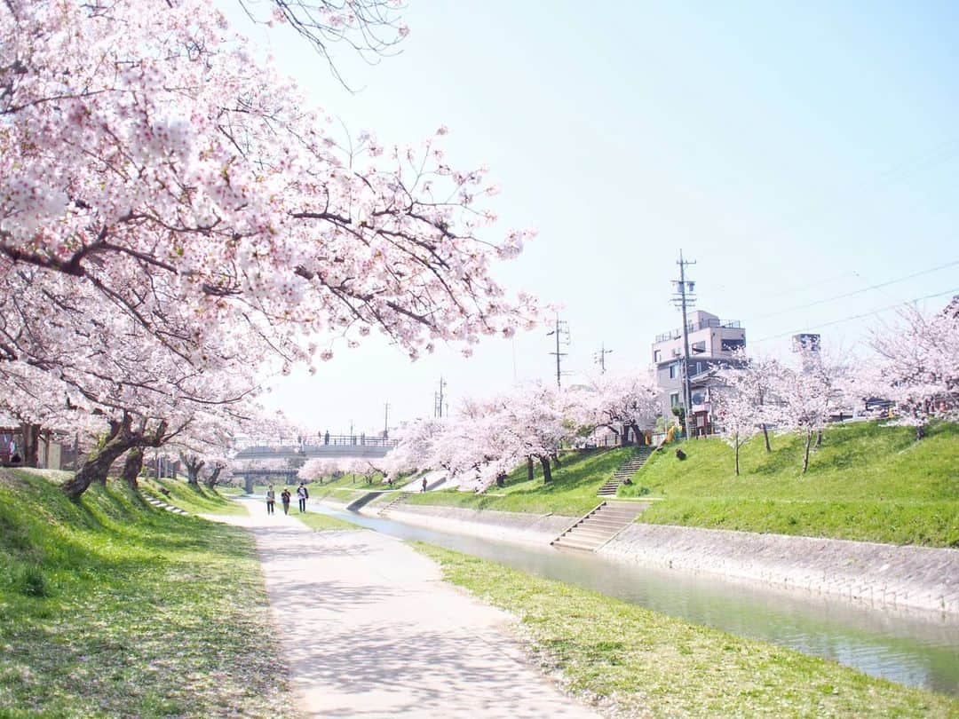 酒井千佳のインスタグラム：「* 毎日桜の投稿すみません。   この季節は毎日お花見してる。   きのうは 愛知県岡崎市の祖母宅に来ていたので ついでに岡崎の桜の名所 岡崎公園へ。   ちょっと散りはじめだったけど見事でした。   岡崎城のある公園内より 伊賀川沿いが綺麗だったな。   最後以外は伊賀川の写真。  春っていいね。  #お花見2021 #お花見さんぽ #お花見マニア #赤ちゃんと桜 #岡崎市 #岡崎桜祭り #岡崎公園桜祭り #岡崎公園 #伊賀川 #乙川 #今日も岡崎 #岡崎城 #岡崎城桜祭り」