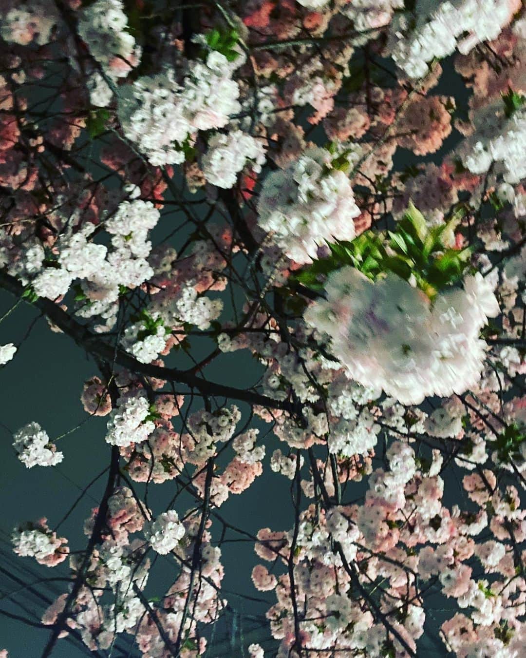 田中杏子のインスタグラム：「あと何回、🌸桜を愛でられるかなぁ🌸💕 散歩しながらの夜桜見物、大好きです。  不思議と、昨日は人っ子ひとりいなかった🤔 なんでかな。  #akotanaka #夜桜見物」